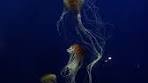 Aquarium Date Night: A Unique Experience Together - TikTok