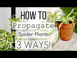 The exterior of the plants is used to being dry and warm, even underground. How To Propagate Spider Plants The Correct Way Best 3 Ways To Propagate Spider Plantlets Youtube