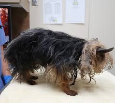Find yorkie in dogs & puppies for rehoming | find dogs and puppies locally for sale or adoption in ontario : Ohs Offers 1 000 Reward In Case Of Abandoned Neglected Dogs Oregon Humane Society