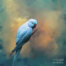 It is an asiatic parrot originally from ceylon. Indian Ringneck Parakeet Wall Art Fine Art America