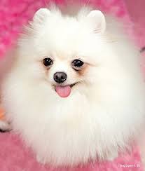 Dog price list in india. Pomeranian Dog Price In India