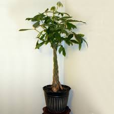 However, the plant can still do well without much water at all. Braided Money Tree Plant A Symbol Of Luck And Prosperity
