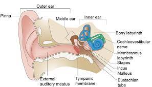 The ear can be divided into three parts; 1 Gross Anatomy Of The Ear The Ear Is Divided Into The Outer Ear Download Scientific Diagram