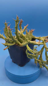 Image result for Orbea dummeri