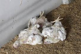 More news for what to do with a dead animal » Animal Carcass Dead Animal Removal Netregs Environmental Guidance For Your Business In Northern Ireland Scotland