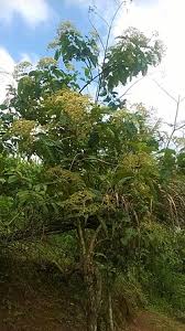 Image result for Harungana madagascariensis