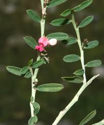 Image result for Indigofera demissa