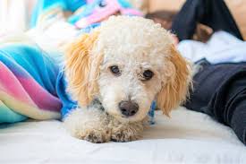 Dad is a parti poodle who has the most wonderful calm. Parti Poodle 17 Things To Know Before Getting A Parti Poodle
