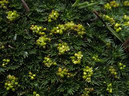 Image result for Afroligusticum