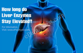 Cmv infection can cause elevated liver enzymes. How Long Do Liver Enzymes Stay Elevated