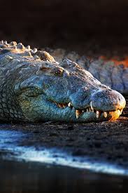Nile Crocodile Up Close And Personal
