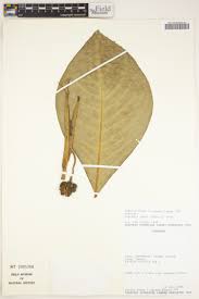 Image result for Culcasia orientalis