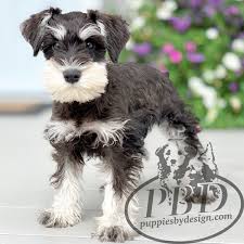 My puppy is absolutly adorable!! Nancy Puppies By Design Online