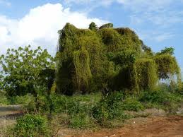 Image result for Cassytha filiformis