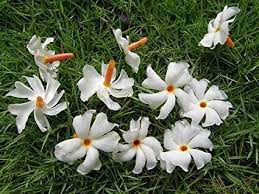 Board Cover Beautiful Flowers Garden Beautiful Flowers Happy Navratri Images