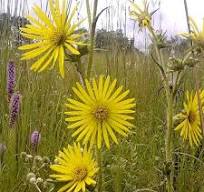 Silphium laciniatum - Compass Plant