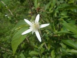 Image result for Malvaceae subfamily Grewioideae