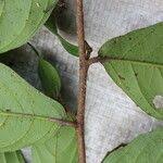 Image result for Antidesma membranaceum