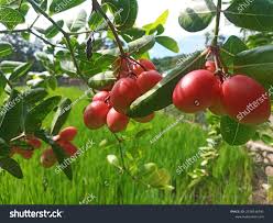 Image result for Gnetaceae