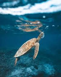 50 Breathtaking Photos From The The 2019 National Geographic Travel Photo National Geographic Photography Animal Photography Wildlife Wild Animals Photography