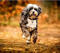 Look at pictures of tibetan terrier puppies who need a home. Tibet Terrier Rescue
