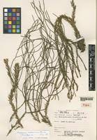 Image result for Huperzia afromontana