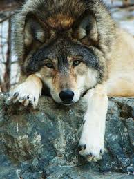 Les Amoureux Des Loups Community Google Animaux Beaux Photo Animaux Loup Gris