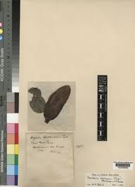 Image result for Xeroderris stuhlmannii