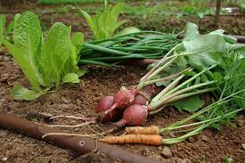 Check spelling or type a new query. Grow Vegetables In The Right Season