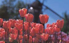 History Of Tulips In Holland Meet The Tulips Holland Com Visit Holland Bulb Flowers Wonderful Flowers