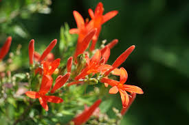 Image result for Justicia incana