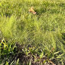 Image result for Eleocharis retroflexa