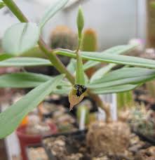 Image result for Talinum crispatulum