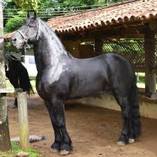 Accesezi detaliile anuntului cai frizieni si contactezi persoana care l a publicat in mod direct fara intermediari. Ferme De Cai Frizieni Posts Facebook