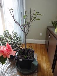 What to do with stringy hibiscus in garden? Pruning Hibiscus In The Winter Gardens Gardens Gardens