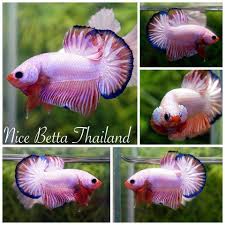 Betta fish that are kept in a bowl usually live for less than one year. Live Betta Fish Nice Betta Thailand Co Ltd