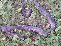 A woman found a headless snake in her yard, an unusual occurrence according to a snake catcher. Dead Snake Elizabeth Melton Parsons