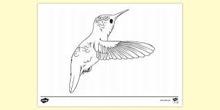 We did not find results for: Free Bee Hummingbird Colouring Sheet Colouring Sheets