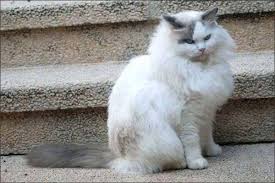 They enjoy a good cuddle and they also enjoy a game that challenges their mind. 100 Traditional Ragdolls Breeders Forum Facebook
