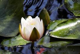 Salut.as dori sa ma apuc de strans diferite doze de bere, suc etc si la de dau la reciclat.cat costa 1, 5, 10,15,100 de kilograme de doze in 2021 si unde le pot duce la reciclat in bucuresti? 16 Plante Rare Pe Cale De Disparitie Ideas Plante Cale Crin