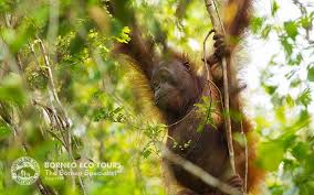 Borneo S Disappearing Wildlife 5 Endangered Species Of The Rainforest Endangered Species Borneo Wildlife Nature