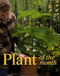 Image result for Arauk rie Araucaria