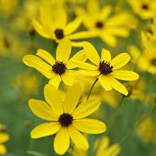 Gold Standard Coreopsis Tickseed Long Blooming Perennials Perennials