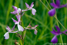 Image result for Chironia laxiflora