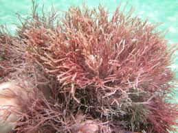 Image result for Cyathula cylindrica