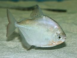 Panjang ikan ini hanya mencapai 15 cm. Ikan Silver Dollar Harga Jenis Dan Semua Tentangnya Ikan Hias Air Tawar Laut Dan Aquarium