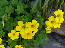 Image result for Oxalis pes-caprae