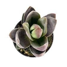 Image result for Crassula alba