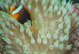Guide For Keeping Anemones In A Reef Tank