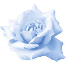 Rose Png 1445 Png Liked On Polyvore Featuring Backgrounds Blue Decorations Flowers And Filler Flowers Blue Aesthetic Pastel Blue